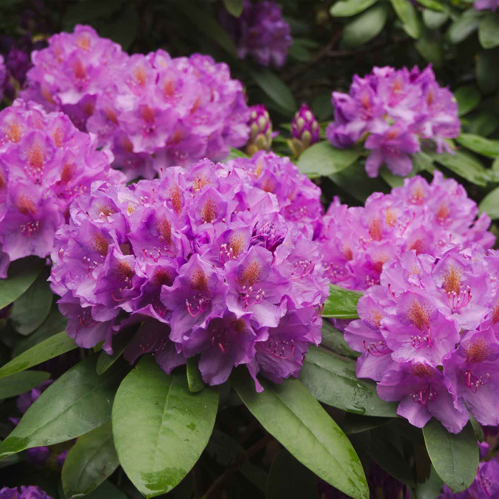rkvGf-rhododendron.jpg
